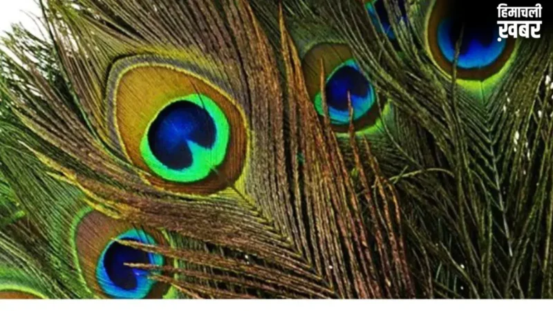 Peacock Feather Vastu Tips: गलत दिशा में मोरपंख रखने से हो जाएंगे कंगाल! जानिए सबसे शुभ दिशा​