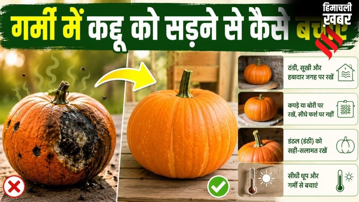 गर्मी में जल्दी गलकर कद्दू से आने लगती है बदबू, इस तरह रखें लंबे समय तक फ्रेश