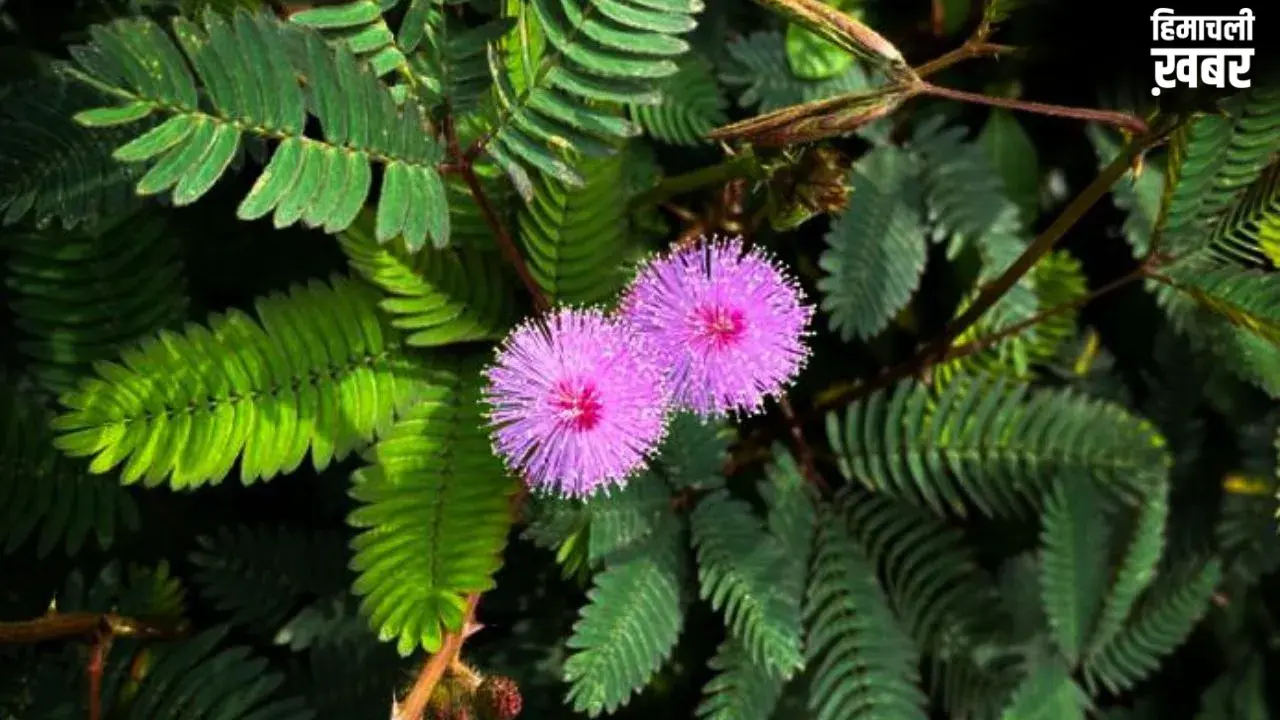 Shami Plant: कंगाल को भी मालामाल बना सकता है शमी का पौधा, बस जान लें सही दिशा और वास्तु नियम।​