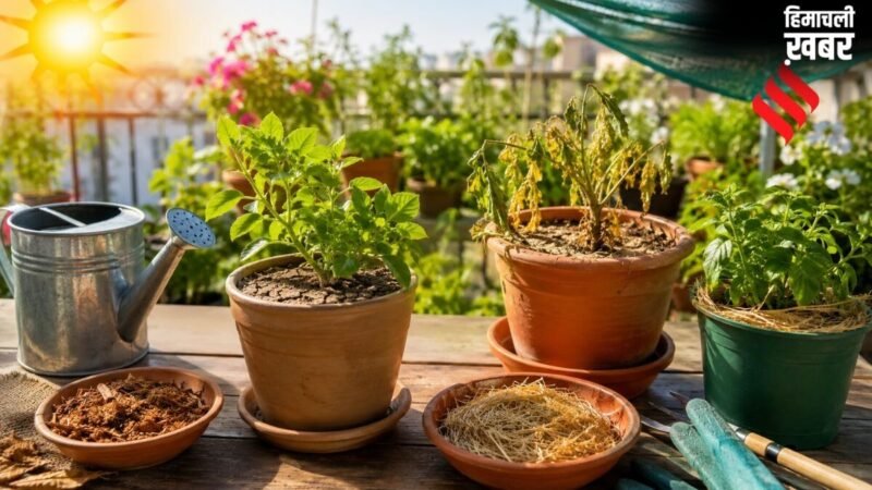 गर्मी में जल्दी सूख जाती है गमले की मिट्टी और पौधे, इस तरह रखें ख्याल
