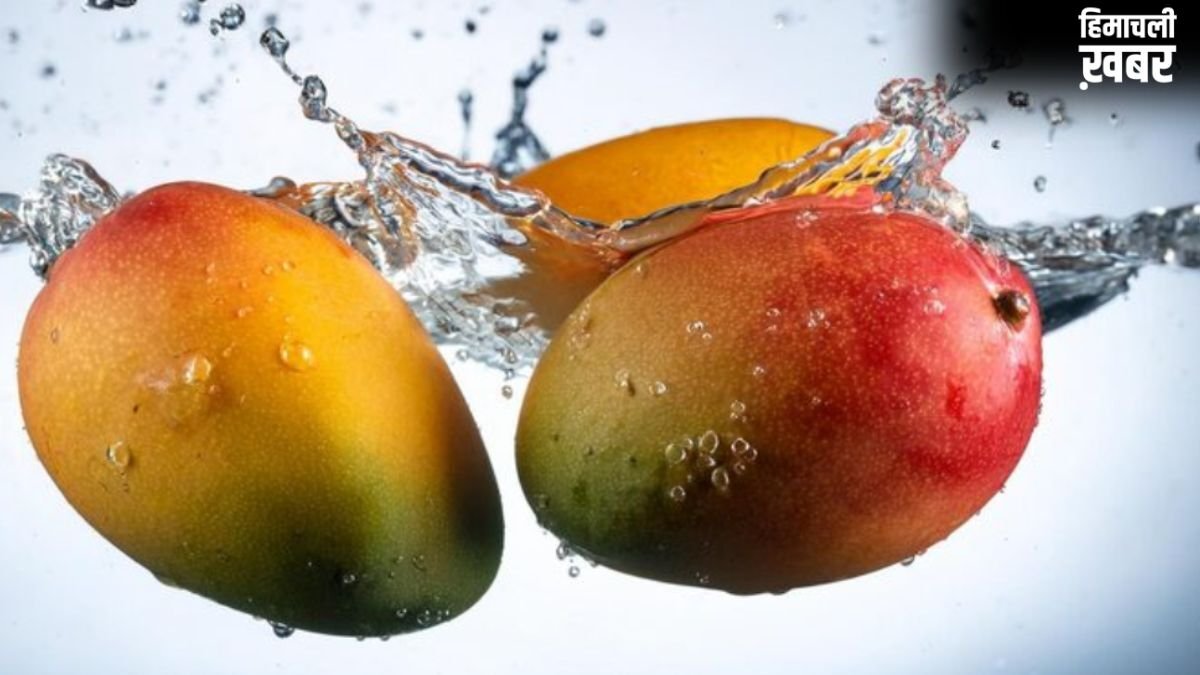 खाने से 30 मिनट पहले आम को पानी में क्यों भिगोकर रखना चाहिए? क्या है इसके पीछे की साइंटिफिक वजह​