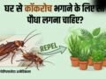 घर से कॉकरोच भगाने के लिए कौन सा पौधा लगाना चाहिए?​