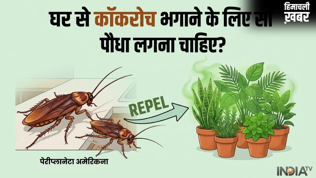 घर से कॉकरोच भगाने के लिए कौन सा पौधा लगाना चाहिए?​