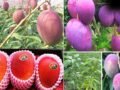 शहद से भी ज्यादा मीठा है दुनिया का सबसे महंगा आम, कीमत लाखों में, जानें इस Mango की खासियत​