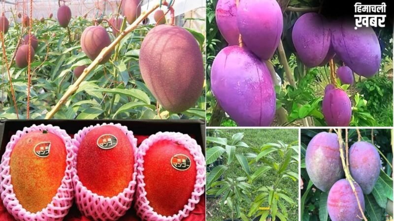 शहद से भी ज्यादा मीठा है दुनिया का सबसे महंगा आम, कीमत लाखों में, जानें इस Mango की खासियत​