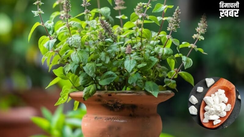 तुलसी के पौधे में फिटकरी का पानी डालने से क्या होता है?​