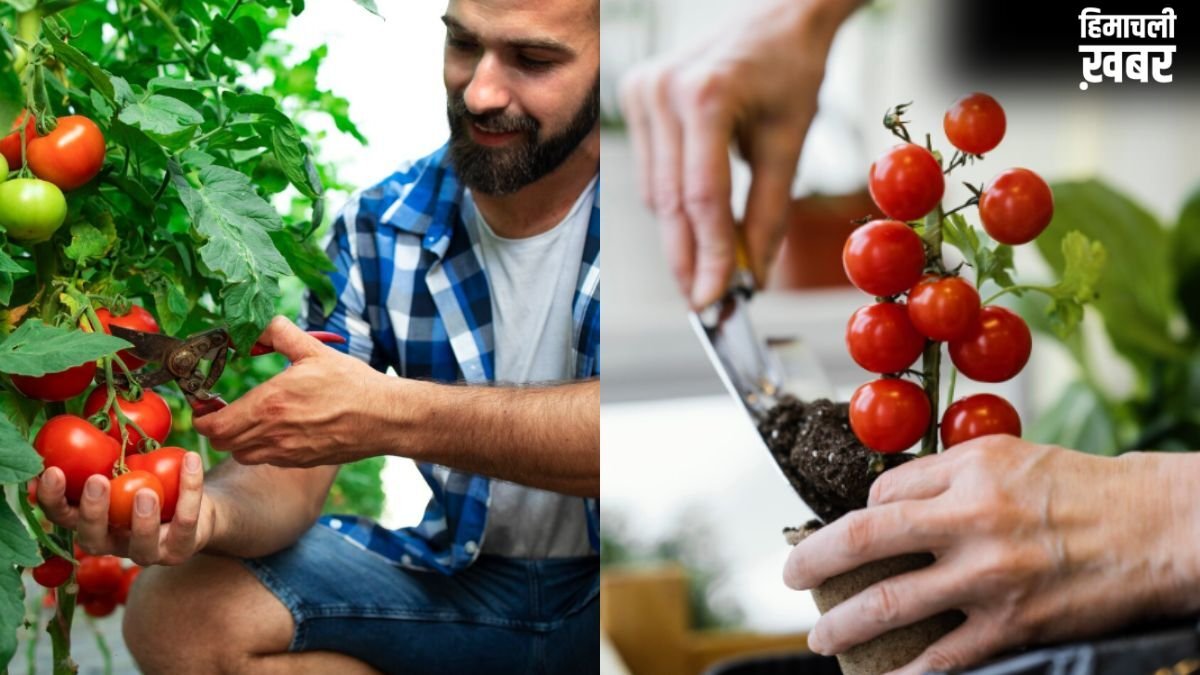 टमाटर के पौधे में डाल दें ये एक चीज, खूब निकलेंगे Tomatoes