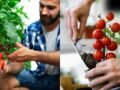 टमाटर के पौधे में डाल दें ये एक चीज, भर भर कर निकलेंगे Tomatoes​