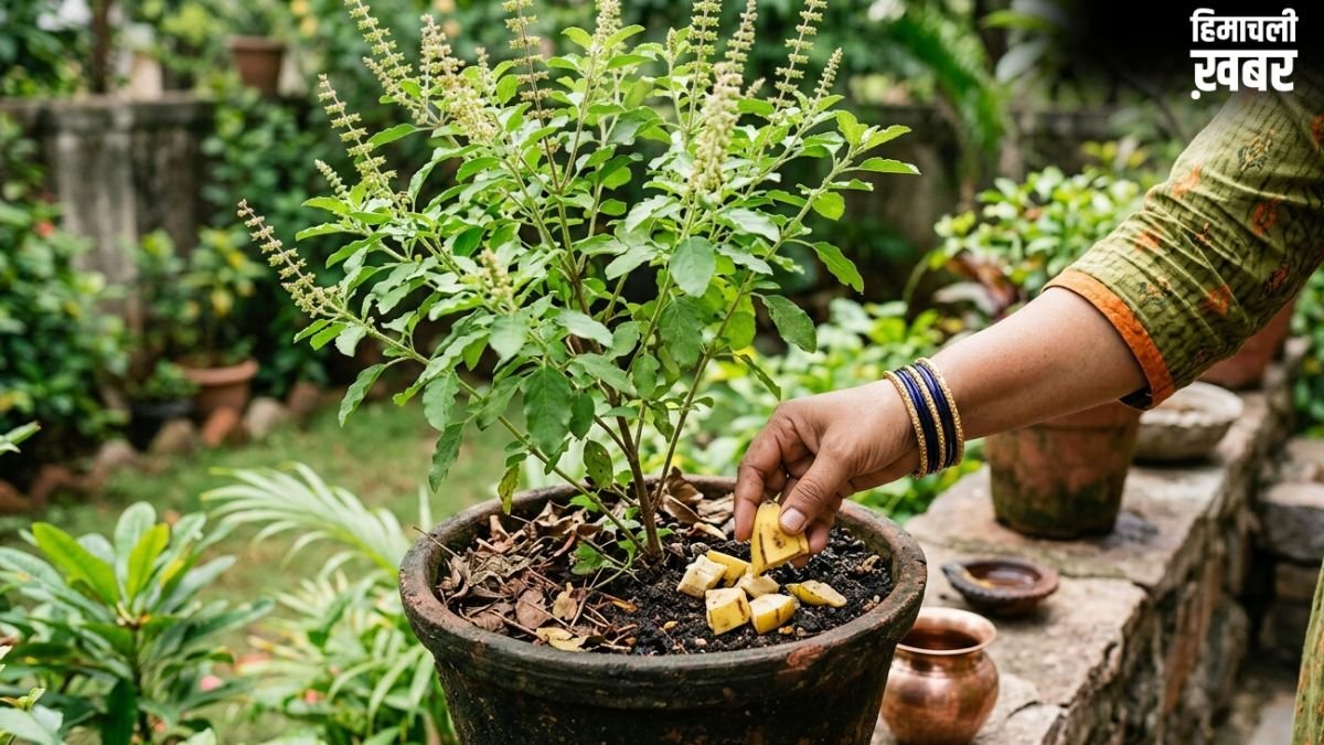 तुलसी के पौधे में केले का छिलका डालने से क्या होता है?​