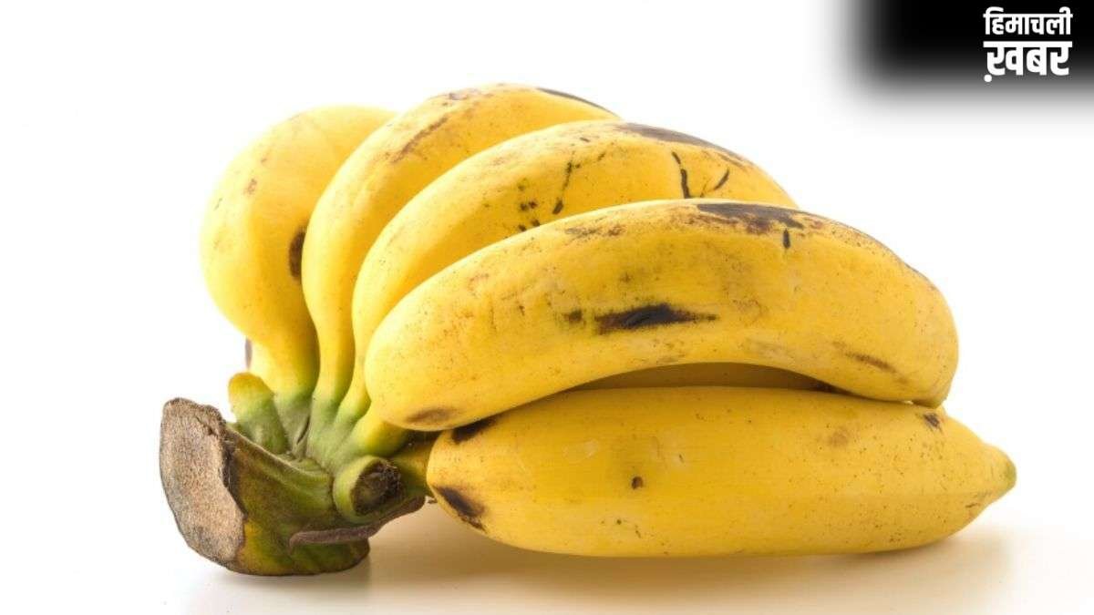 प्राकृतिक रूप से पके केले की पहचान कैसे करें? इस ट्रिक से देखते ही लगा सकेंगे पता