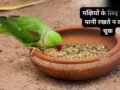 पक्षियों के लिए दाना-पानी रखते हैं? जरूर ध्यान रखें ये बातें, शनि और राहु-केतु का प्रभाव खोलेगा तरक्की के रास्ते!​