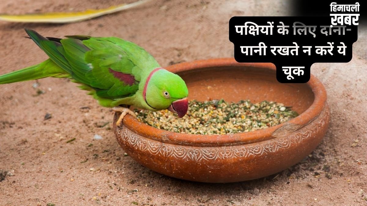 पक्षियों के लिए दाना-पानी रखते हैं? जरूर ध्यान रखें ये बातें, शनि और राहु-केतु का प्रभाव खोलेगा तरक्की के रास्ते!​