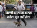 बिल्ली का रास्ता काटना हमेशा अशुभ नहीं! अगर इस दिशा में जाए बिल्ली, तो समझें खुलने वाली है आपकी किस्मत​