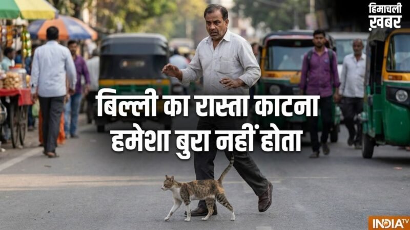 बिल्ली का रास्ता काटना हमेशा अशुभ नहीं! अगर इस दिशा में जाए बिल्ली, तो समझें खुलने वाली है आपकी किस्मत​