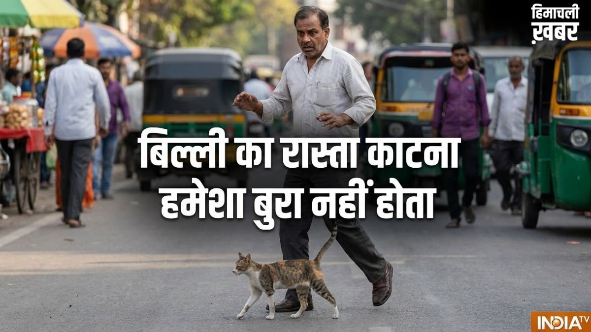 बिल्ली का रास्ता काटना हमेशा अशुभ नहीं! अगर इस दिशा में जाए बिल्ली, तो समझें खुलने वाली है आपकी किस्मत​