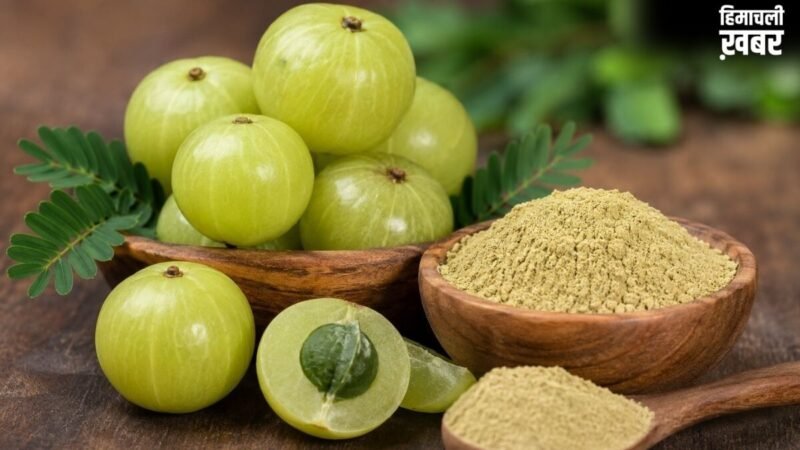 सेहत के लिए उपयोगी है आंवला! कच्चा आंवला, पाउडर या सूखा आंवला? एक्सपर्ट से जानिए सेहत के लिए कौन है सबसे ज्यादा फायदेमंद​