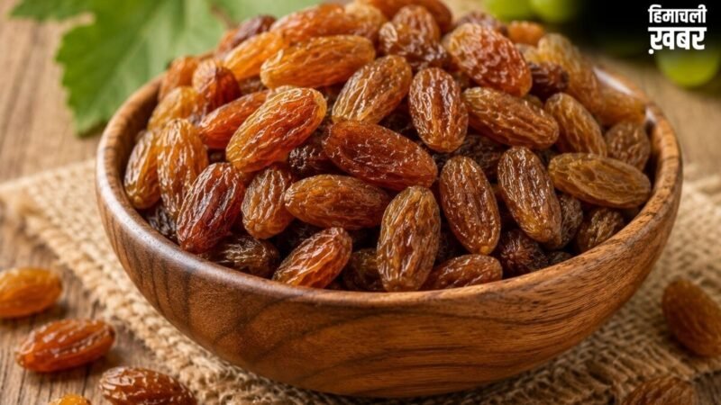 पाचन सुधारने और पेट की गर्मी शांत करने में मददगार है मुनक्का; आयुर्वेदिक डॉक्टर से जानिए इसके फायदे और तरीका​