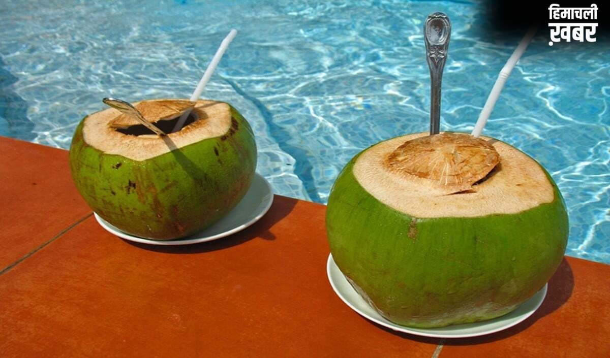Summer Health Tip: पानी से लबालब नारियल कैसे चुनें? ये 5 'Golden Rules' आपको बचाएंगे​