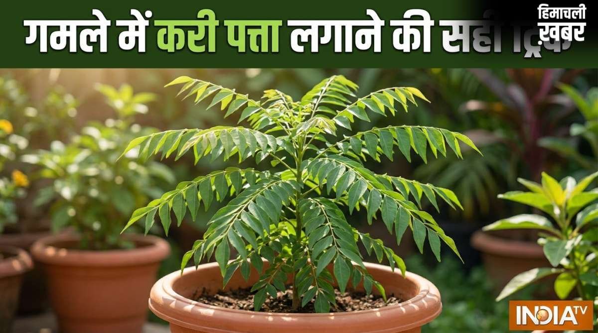 गमले में कैसे लगाएं करी पत्ता, इस ट्रिक को अपनाएं तेजी से बड़ा होगा पौधा, खाद पानी से ज्यादा इस बात का रखें ख्याल