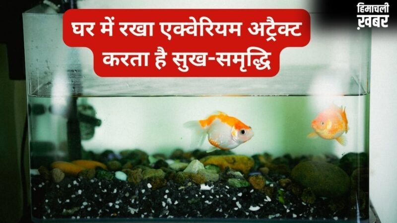 घर में सही दिशा में रखें एक्वेरियम तो खुद चलकर आता है पैसा, गलत जगह बन सकती है नुकसान, जानिए वास्तु नियम​