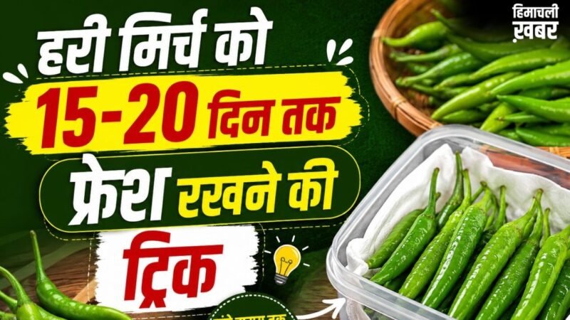 हरी मिर्च को लंबे समय तक फ्रेश रखने के तरीके, सूखने और सड़ने से बचाने के लिए अपनाएं ये ट्रिक्स​