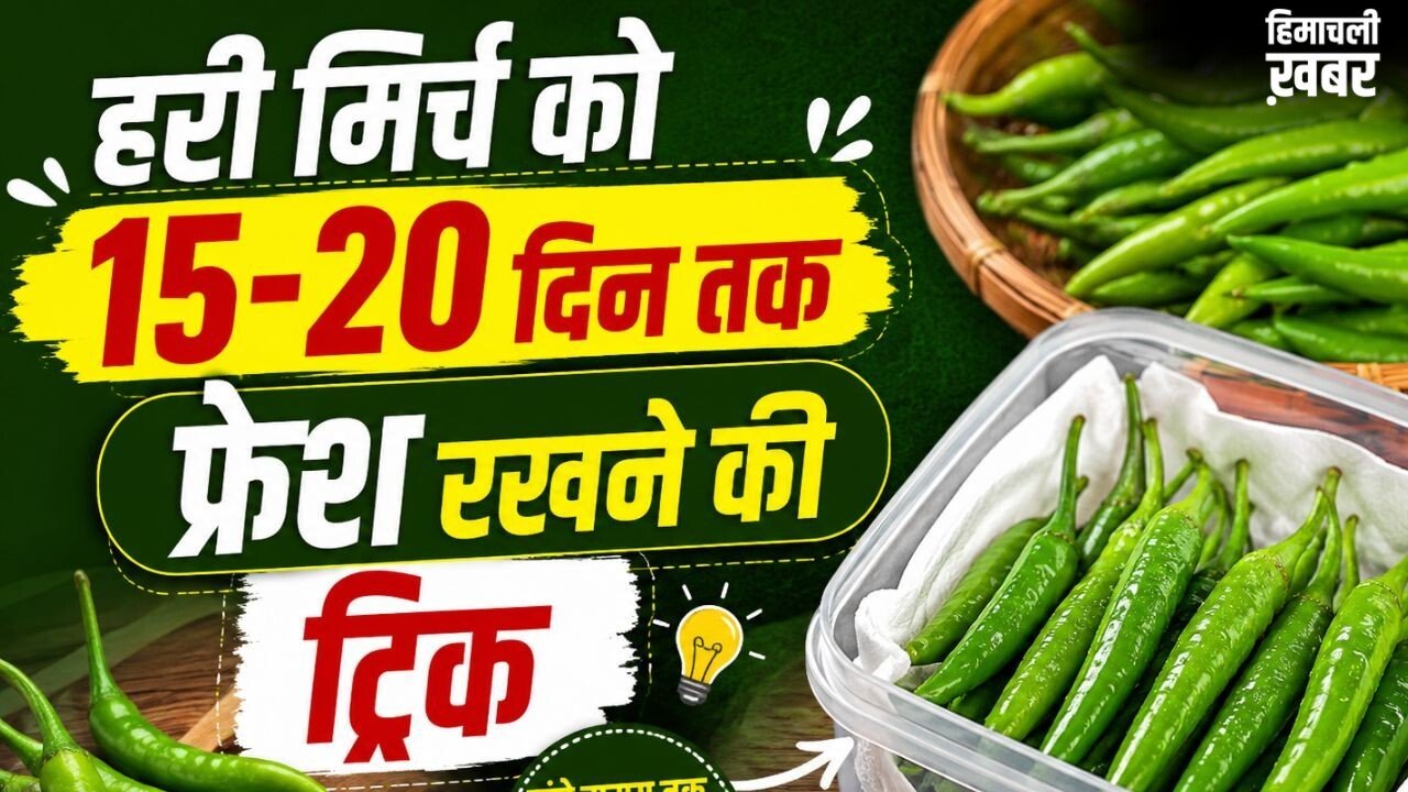 हरी मिर्च को लंबे समय तक फ्रेश रखने के तरीके, सूखने और सड़ने से बचाने के लिए अपनाएं ये ट्रिक्स​