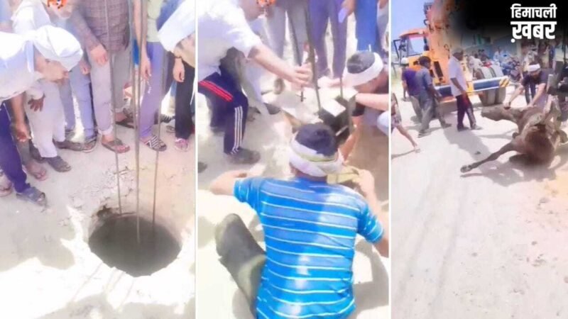 मेरठ में खुला गटर बना मुसीबत, सीवर में गिरा घोड़ा… क्रेन की मदद से बचाई गई जान​