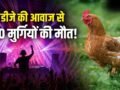 कितनी तेज आवाज इंसान हो या पक्षी, सबके लिए जानलेवा? सुल्तानपुर में 140 मुर्गियों की मौत से उठा सवाल