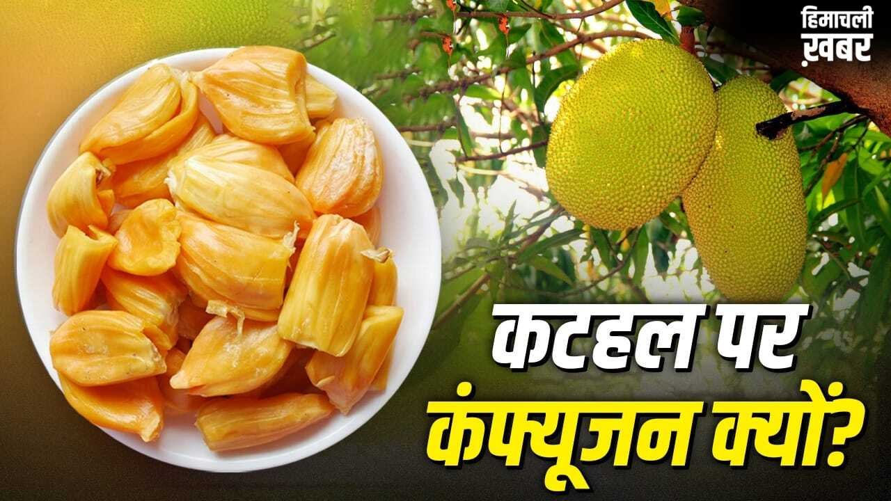 कटहल फल है या सब्जी, क्यों होती है बहस? इसका इतिहास 6 हजार साल पुराना