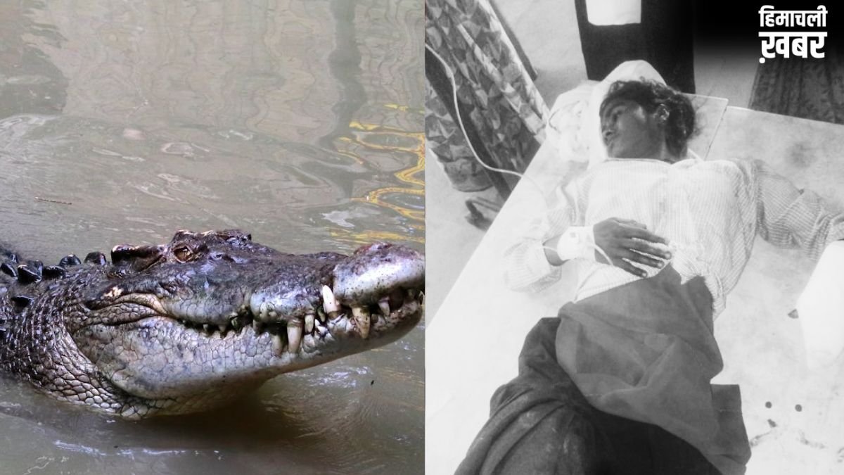 भतीजी के लिए मगरमच्छ पर टूट पड़ीं चाची, जबड़े में दबोचने के बाद भी दरांती से ताबड़तोड़ वार कर ऐसे बचा ली जान​