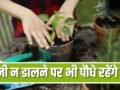 कई दिन के लिए जाना है बाहर, पौधे रहेंगे हरे-भरे…अपनाएं ये आसान तरीके