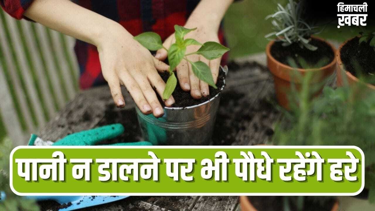 कई दिन के लिए जाना है बाहर, पौधे रहेंगे हरे-भरे…अपनाएं ये आसान तरीके
