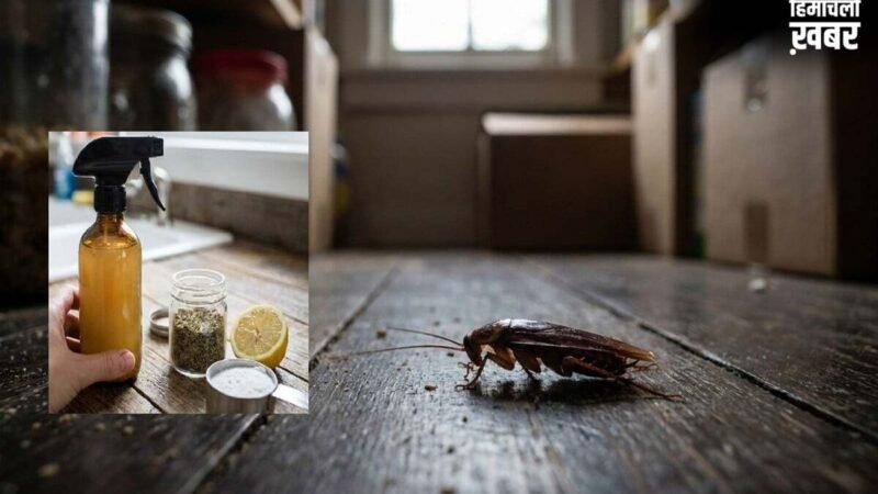 घर में बनाएं देसी Cockroach Killer, ये DIY Hack करेगा कॉकरोच की पूरी पलटन का सफाया​