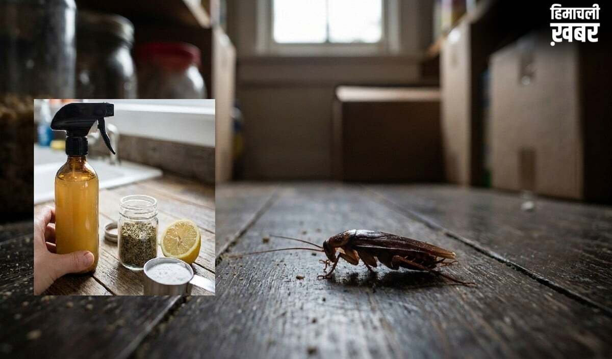घर में बनाएं देसी Cockroach Killer, ये DIY Hack करेगा कॉकरोच की पूरी पलटन का सफाया