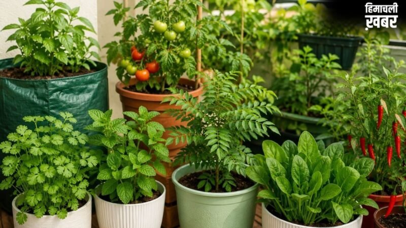 घर के किचन गार्डन में लगाएं ये 5 पौधे, बस कुछ जरूरी बातों का रखें ध्यान​