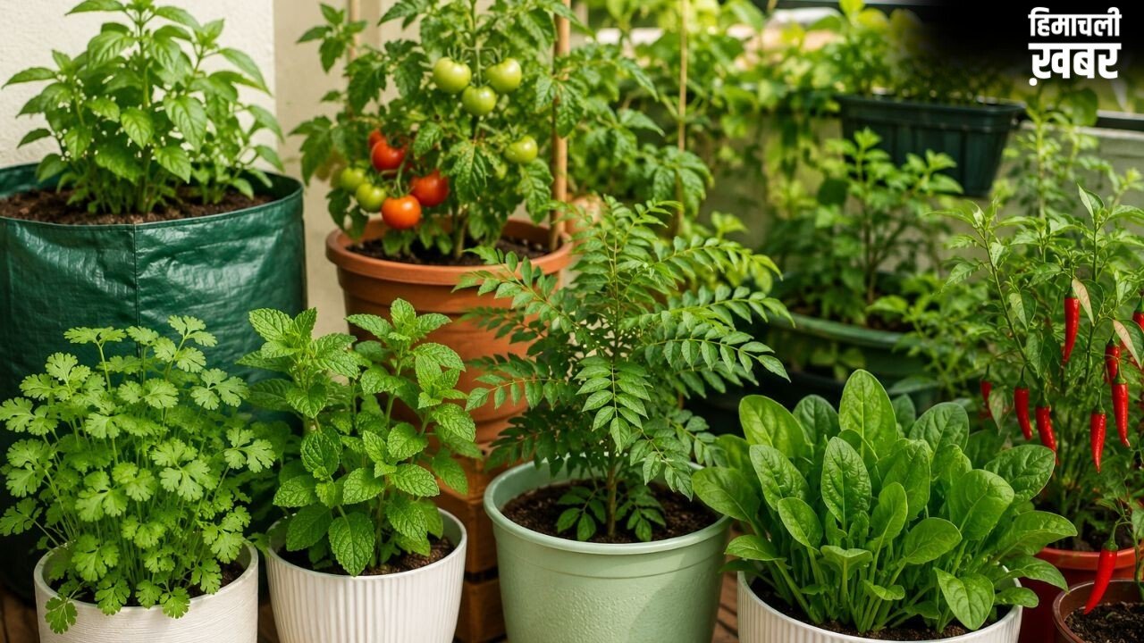 घर के किचन गार्डन में लगाएं ये 5 पौधे, बस कुछ जरूरी बातों का रखें ध्यान​