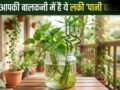 Lucky Pani Wale Paudhe: क्या आपकी बालकनी में भी हैं ये वॉटर प्लांट? वरना आज ही लाएं और कंगाली को कहें बाय-बाय!​