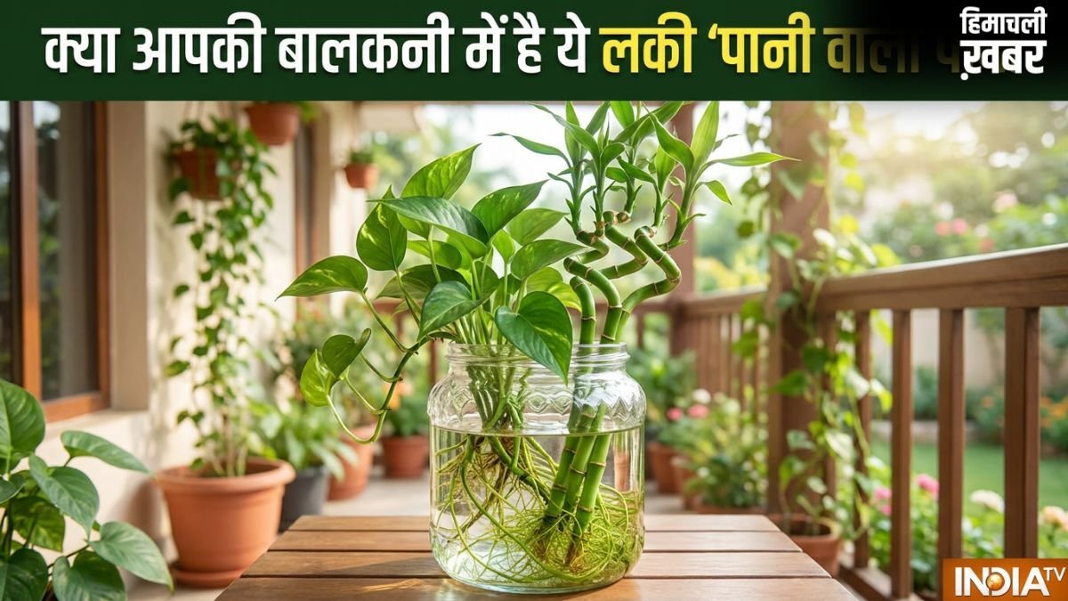 Lucky Pani Wale Paudhe: क्या आपकी बालकनी में भी हैं ये वॉटर प्लांट? वरना आज ही लाएं और कंगाली को कहें बाय-बाय!