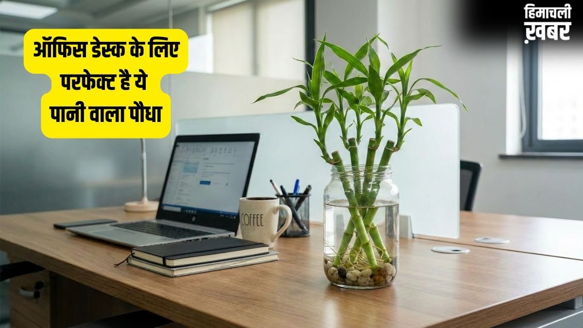 Pani Wala Lucky Paudha: ऑफिस डेस्क की बाईं दिशा में रखें यह लकी पानी वाला पौधा, करियर में आएगी रॉकेट जैसी तेजी