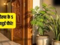 Garmi Ke Lucky Paudhe: नौतपा में घर ले आएं ये 5 जादुई पौधे, कड़कती धूप में भी बरसेगा पैसा!​
