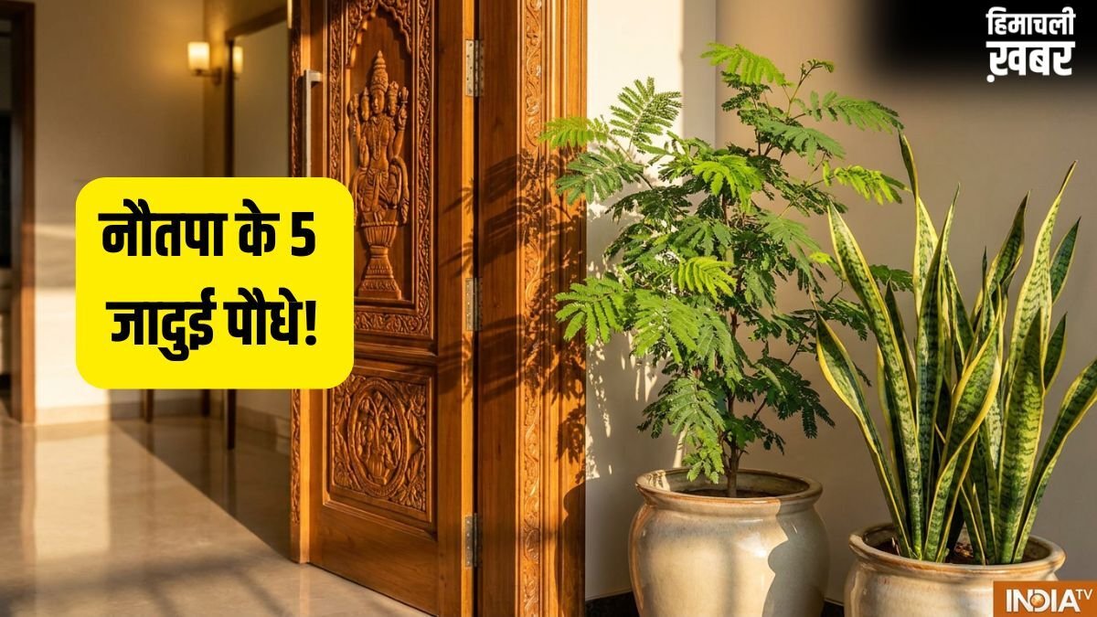 Garmi Ke Lucky Paudhe: नौतपा में घर ले आएं ये 5 जादुई पौधे, कड़कती धूप में भी बरसेगा पैसा!