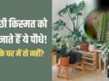 Unlucky Plants: अच्छी किस्मत को खा जाते हैं ये 5 पौधे, घर में भूलकर भी न लगाएं