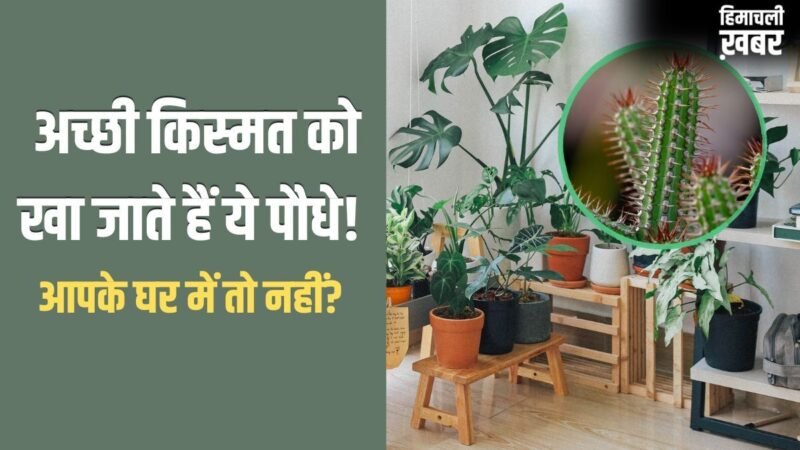 Unlucky Plants: अच्छी किस्मत को खा जाते हैं ये 5 पौधे, घर में भूलकर भी न लगाएं