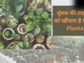Lucky Plants for Home: मां लक्ष्मी को बेहद प्रिय हैं ये खास पौधे, घर में लाते ही शुरू हो जाएगा धन का आगमन​