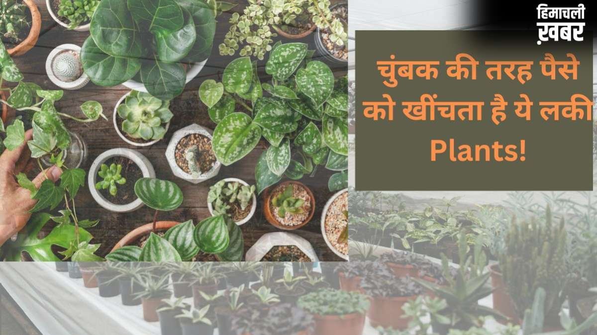 Lucky Plants for Home: मां लक्ष्मी को बेहद प्रिय हैं ये खास पौधे, घर में लाते ही शुरू हो जाएगा धन का आगमन​