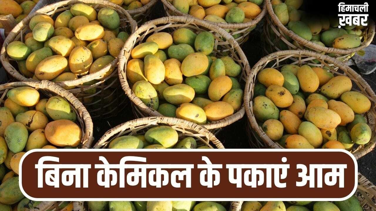 घर पर बिना केमिकल के पका सकते हैं आम, बस आजमाएं ये पुराने तरीके