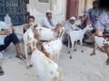 50000 का बकरा 30 हजार में भी नहीं बिक रहा, बकरीद पर संभल के बाजार में छाया सन्नाटा; व्यापारी परेशान​