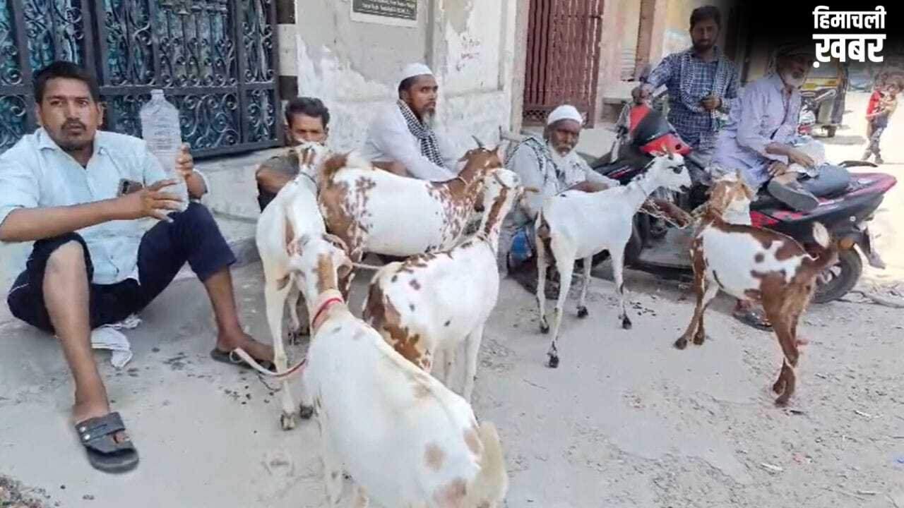 50000 का बकरा 30 हजार में भी नहीं बिक रहा, बकरीद पर संभल के बाजार में छाया सन्नाटा; व्यापारी परेशान​