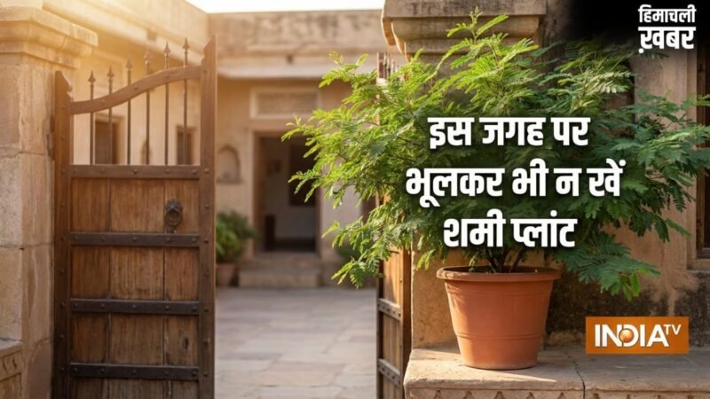 Shami Plant Vastu: घर पर यहां गलती से भी न लगाएं शमी का पौधा, पैसा आने की बजाय छा सकती है कंगाली!​