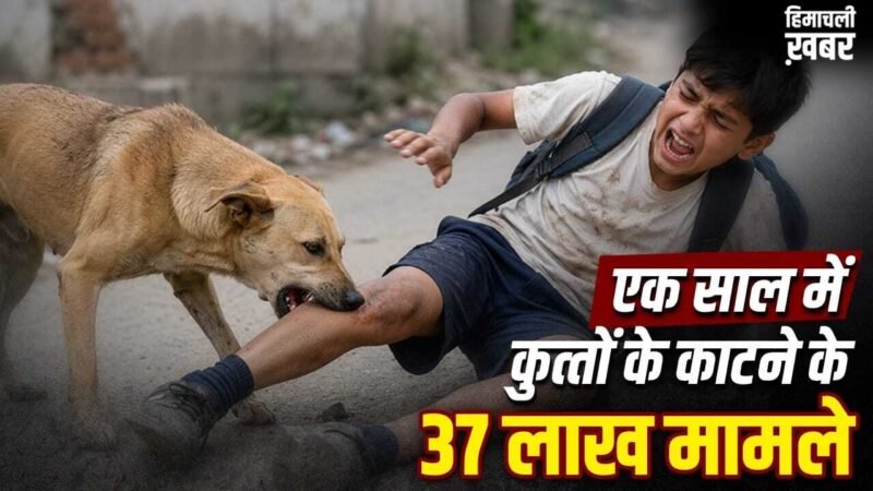 Stray Dogs Case Verdict: न UP, न गुजरात, किस राज्य में कुत्तों के काटने के सबसे ज्यादा मामले? SC ने सुनाया फैसला​